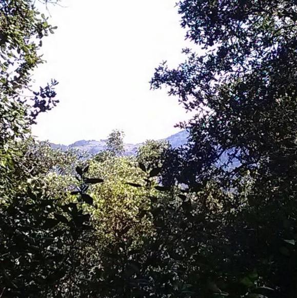 silvia_cuellar